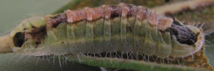 Larvae